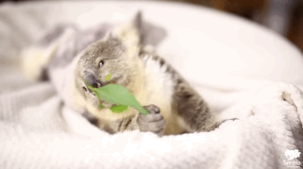 Gấu Koala gần như chẳng bao giờ uống nước.