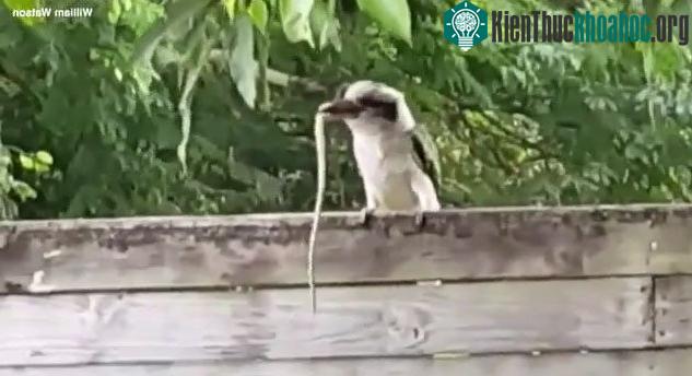 Chim bói cá ngoạm chặt rắn trong mỏ trong lúc con mồi của nó tìm cách thoát thân.