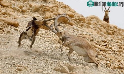Sơn dương Nubia phải chiến đấu nếu muốn giao phối với con cái. (Ảnh: AFP).