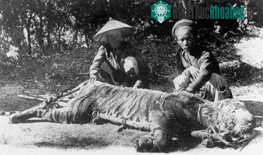 Ngày trước cọp nhiều bao nhiêu thì nay hiếm bấy nhiêu.