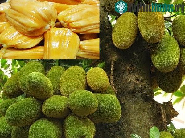 Kỹ thuật trồng cây mít nghệ