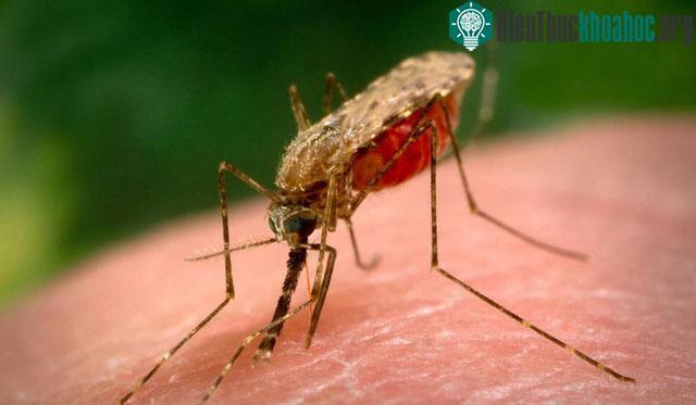 Muỗi Anopheles gambiae