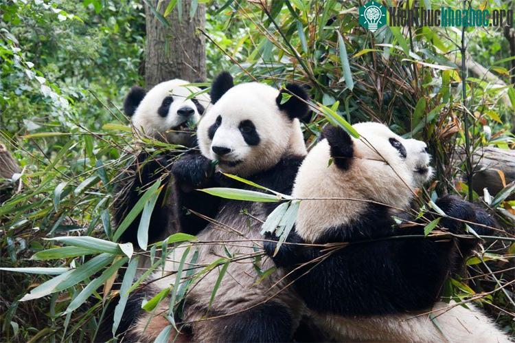 Gấu trúc hoàn toàn phụ thuộc vào rừng tre để kiếm nguồn thức ăn.