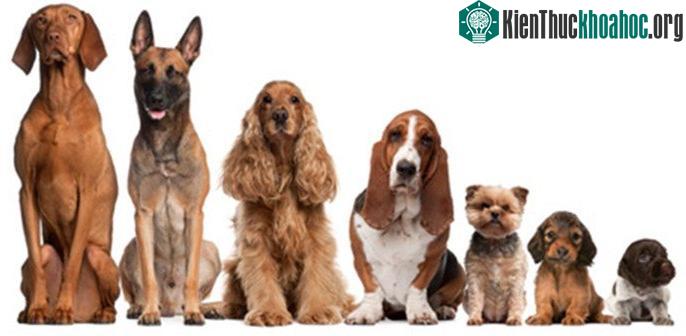 Đâu là đại diện có kích thước lớn nhất trong Họ Chó (Canidae)?