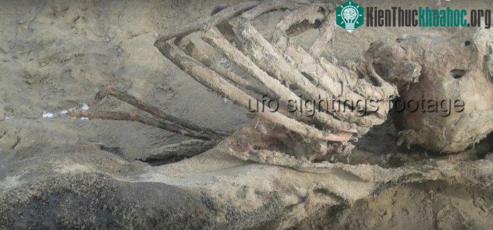 Bộ xương kỳ lạ dạt vào bờ biển Anh.