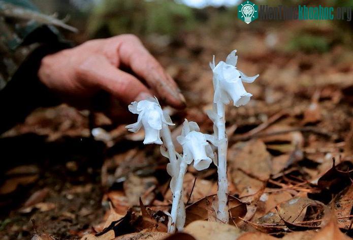Lan thủy tinh còn có tên khác là lan thạch anh.