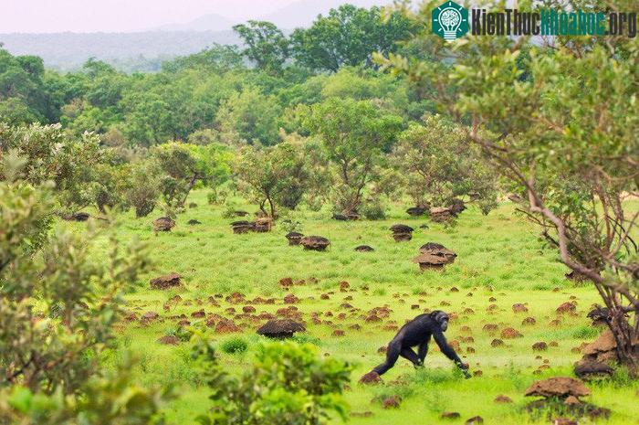 Cuộc sống căng thẳng khiến con người đứng thẳng hơn ảnh 0