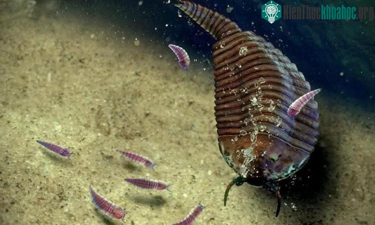 Một cá thể Fuxianhuia protensa mẹ đang bảo vệ con nhỏ khỏi những kẻ săn mồi.