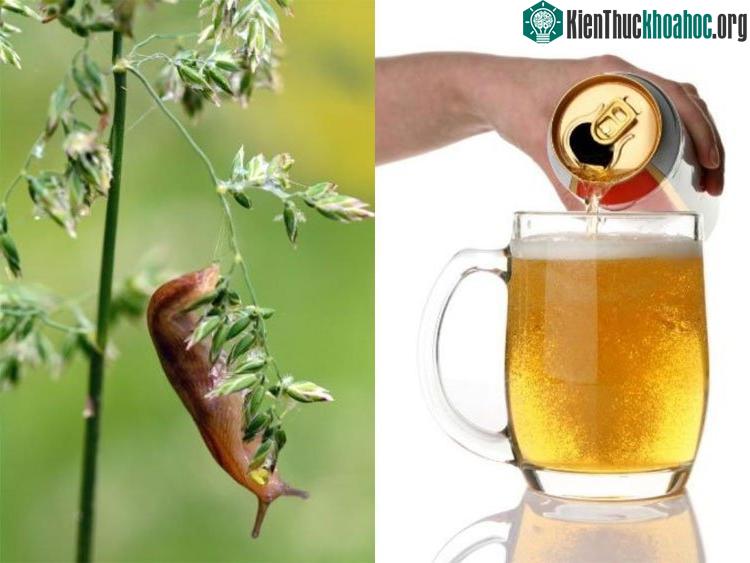 Thay vì hóa chất gây hại cho môi trường, người nông dân có thể diệt ốc sên bằng... bia.