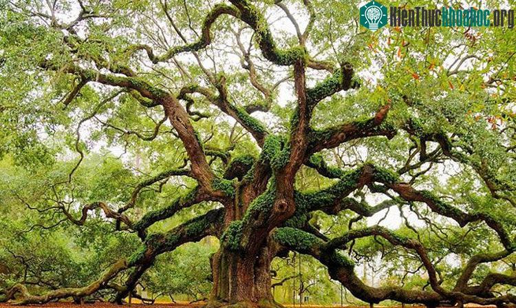 Sự chuyển động này liên quan đến sự thay đổi áp lực nước trong cây cối.