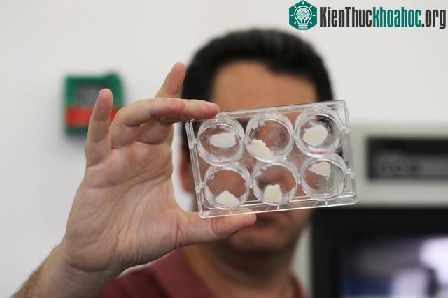 Ông Yaakov Nahmias, nhà nghiên cứu kiêm sáng lập viên công ty Future Meat Technologies, đang cầm các mẫu mỡ được tạo ra trong phòng thí nghiệm tại Jerusalem ngày 2/5/2018 - (Ảnh: REUTERS)