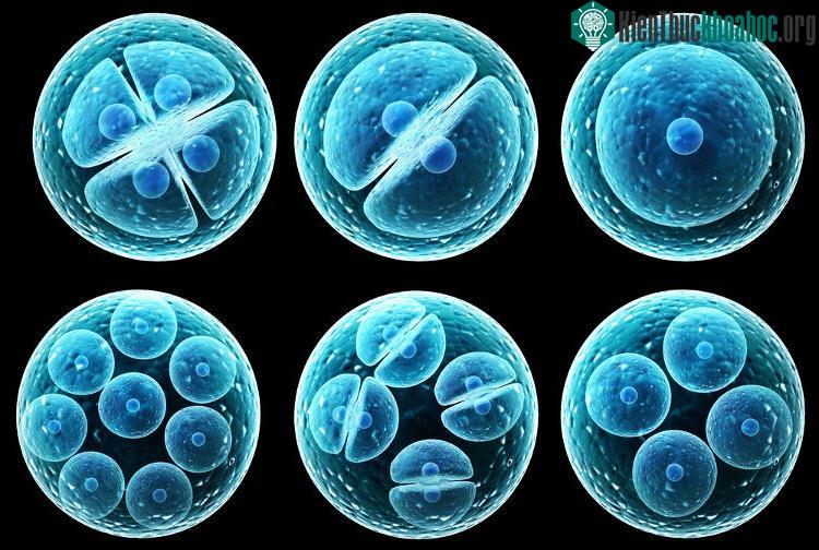 Phôi thai tạo từ tế bào gốc được cấy vào chuột. (Ảnh minh họa: Labiotech).