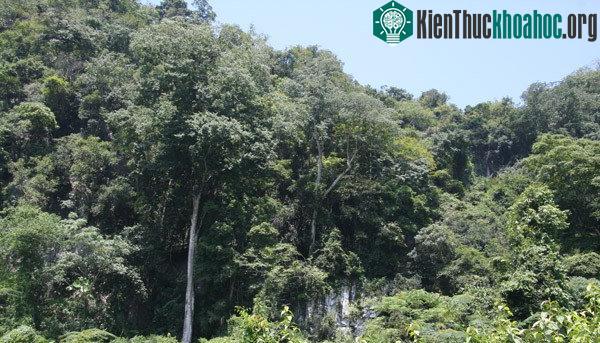 Rợn người cảnh vào hang đá khổng lồ, nơi ẩn mình của bầy trăn ở Sơn La ảnh 0
