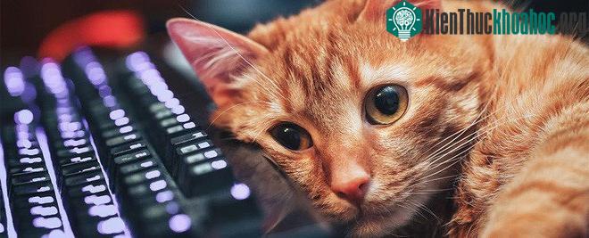 Các diễn đàn và mạng xã hội, hội những người yêu mèo lại đông đảo đến bất ngờ.