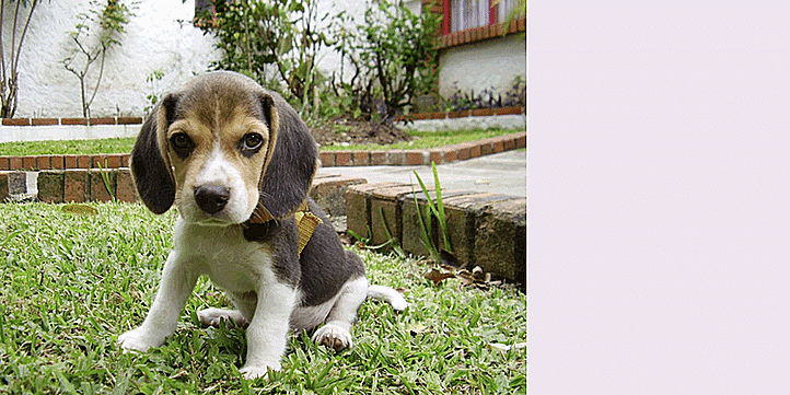 Những hệ thống AI tự học hỏi đôi khi có thể phát triển các hành vi bất ngờ và không mong muốn.
