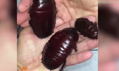 Gián khổng lồ.