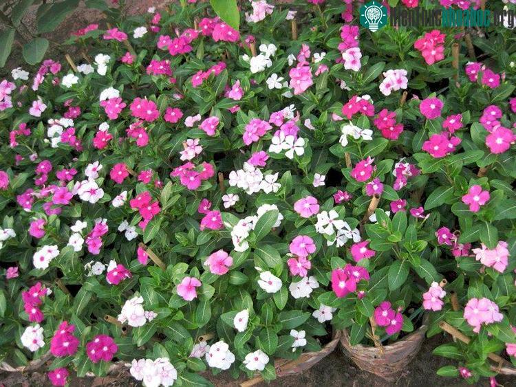 Cây dừa cạn.