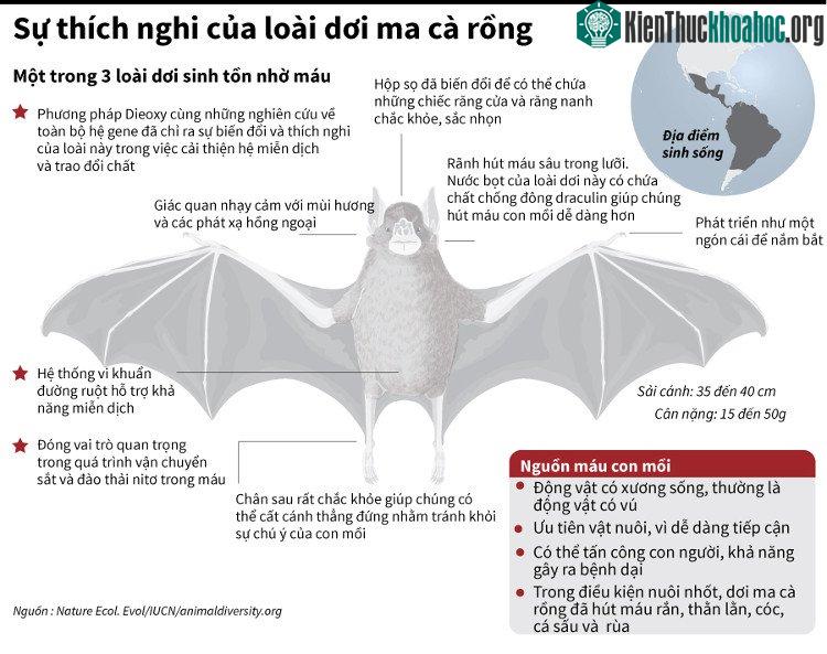 Đây là một trong ba loại dơi sinh tồn nhờ máu.