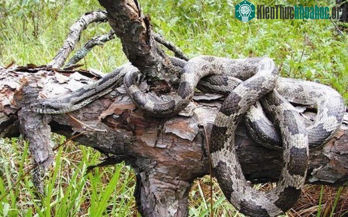 Rừng U Minh vẫn còn vô vàn huyền thoại về hổ mây với bao bí ẩn hư thực. (Ảnh minh họa).