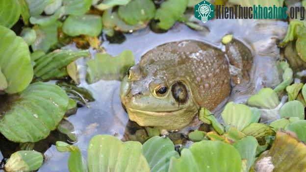 Ếch ương Mỹ ít nhiều miễn dịch với nấm chytrid, nhưng nó giúp truyền bệnh tới các loài lưỡng cư dễ mắc bệnh khác - (Ảnh từ Dirk S).