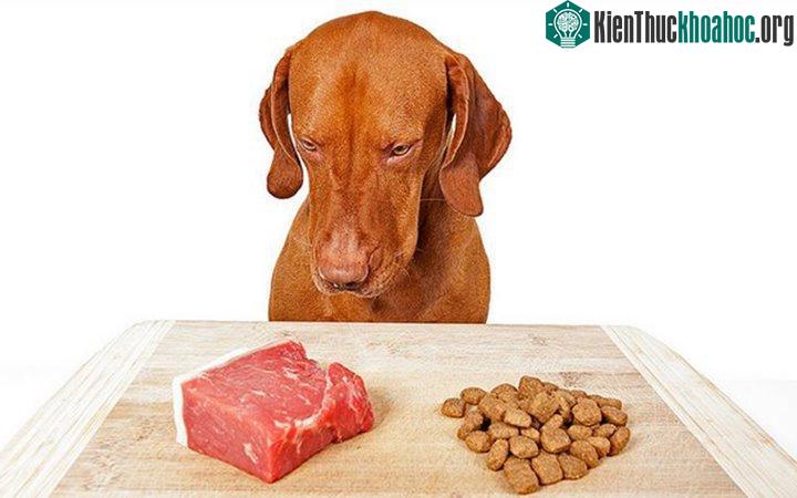 Nhiều người băn khoăn trong việc lựa chọn chế độ ăn phù hợp cho cún cưng.