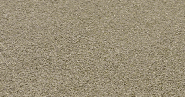 Loài nhện Flic-Flac ở sa mạc Sahara có cách di chuyển rất đặc biệt.