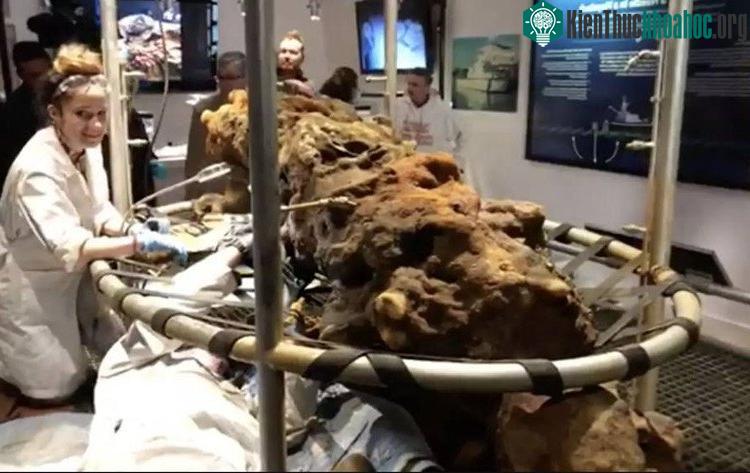 Một thi hài được đưa về đơn vị nghiên cứu - (ảnh do nhóm nghiên cứu cung cấp).