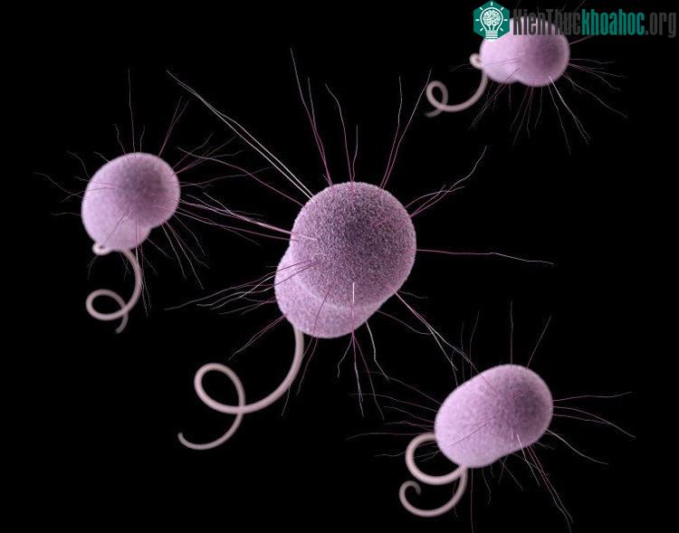 Các vi khuẩn mang gene "lạ" giúp chúng kháng thuốc và lan truyền khả năng kháng thuốc.