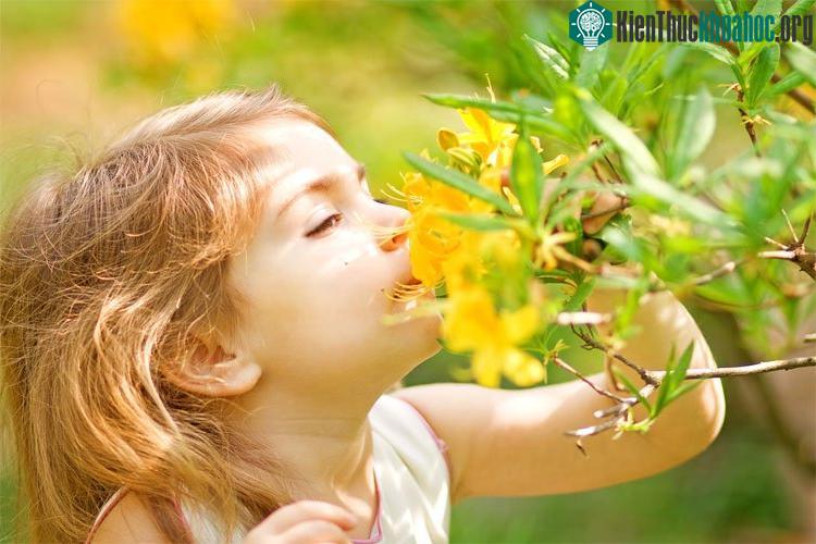 Khả năng cảm nhận mùi thay đổi theo mùa