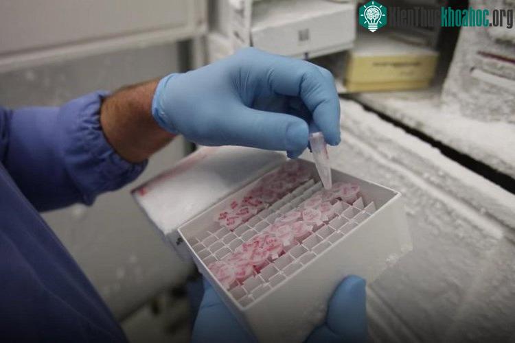 Loại thuốc mới bao gồm các đoạn ngắn của RNA được sắp xếp đặc biệt trên bề mặt các hạt nano vàng hình cầu.
