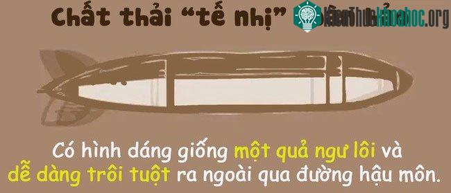 Chất thải của 1 người khỏe mạnh sẽ có hình dáng thuôn dài, giống quả ngư lôi.