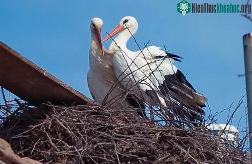 Klepetan và Malena đã kết đôi và có 62 con với nhau.