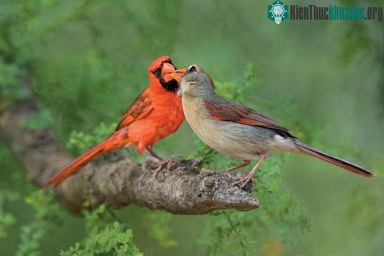 Những hành động chia sẻ có lợi cho con khác như thế này thường được gọi là "hành vi thuận xã hội".