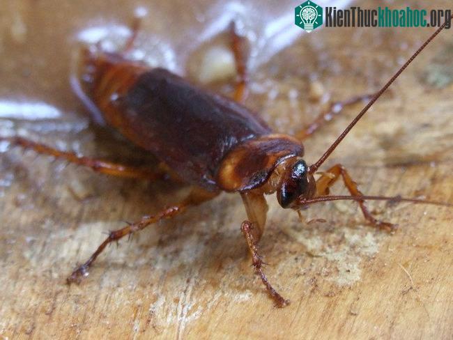 Bí mật trong trang trại khổng lồ nuôi 6 tỷ con gián ở Trung Quốc ảnh 1