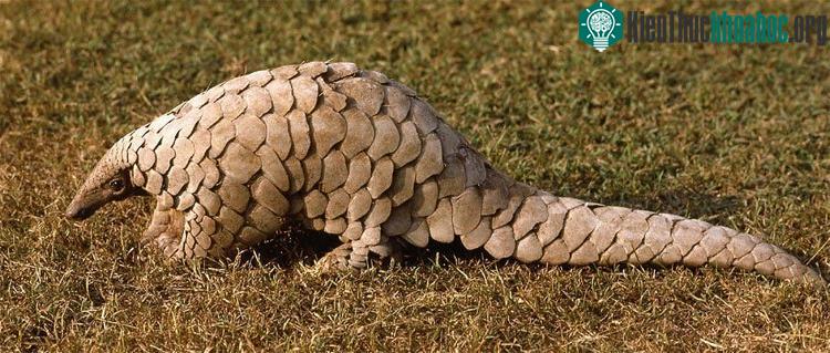 Tê tê là một trong những loài thú bị buôn lậu nhiều nhất trên thế giới.