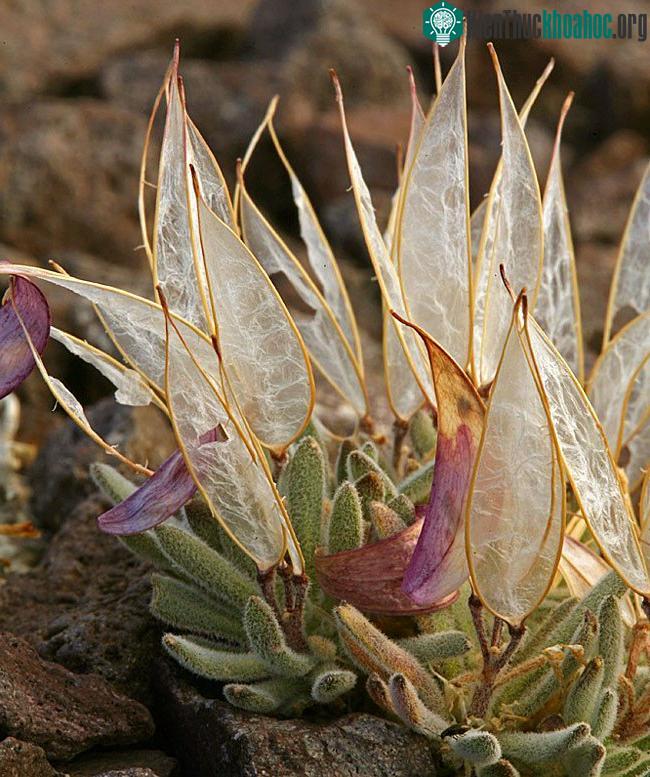 Bề ngoài của Anelsonia eurycarpa vô cùng hoàn hảo