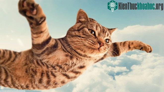Lũ mèo nổi tiếng trên mạng hơn chúng ta tưởng.