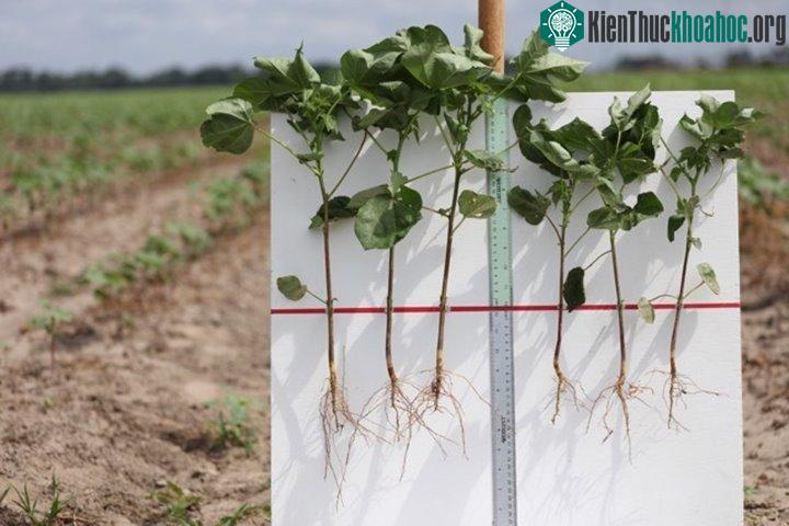 Phương pháp mới giúp tăng năng suất cây trồng không cần dựa vào biến đổi gene ảnh 1