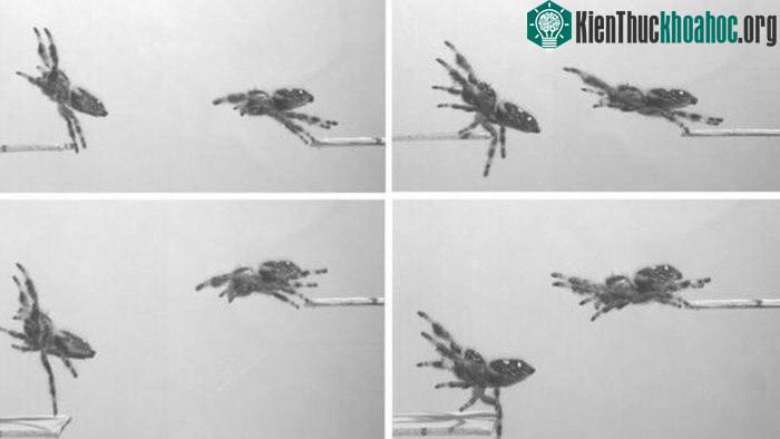 Nhện thực hiện những cú nhảy trong nghiên cứu - (Ảnh: Scientific Reports).
