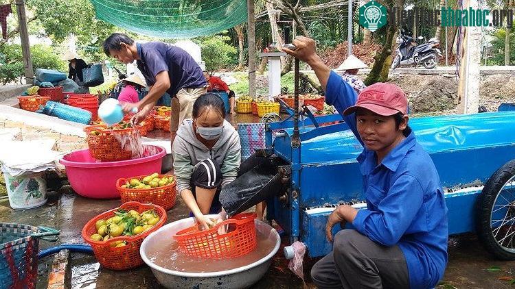 Máy rửa trái hồng xiêm giúp tiết kiệm công sức, thời gian của bà con nông dân.