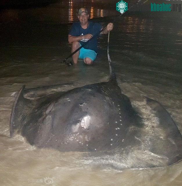 Con cá đuối nặng tới 170kg.