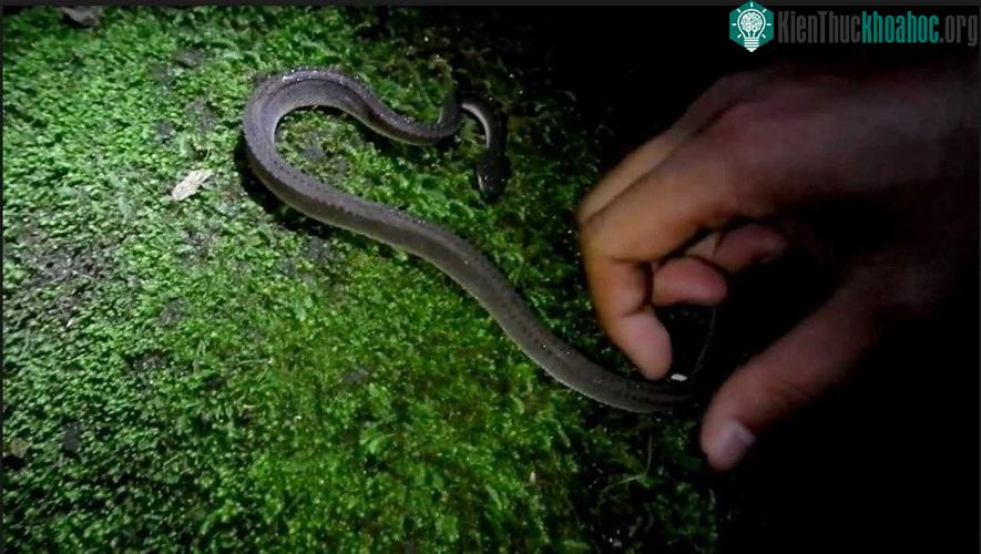 Rắn vảy rồng có thể được tìm thấy tại một số quốc gia thuộc khu vực Đông Nam Á