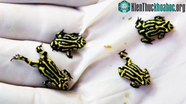 Nấm chytrid có ảnh hưởng nặng nề tới loài ếch Corroboree cực kì nguy cấp, loài địa phương ở Nam Tablelands của Australia.