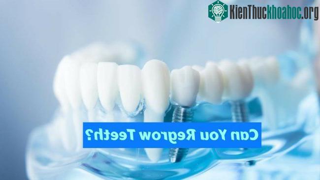 Răng tái sinh từ tế bào gốc