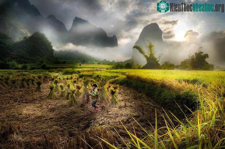 Cô sơn nữ gánh lúa về trong một vụ mùa bội thu.