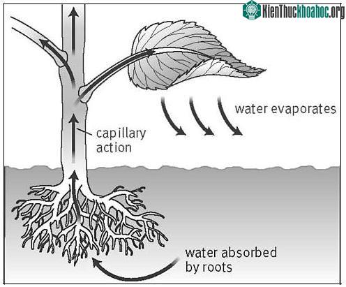 Sự di chuyển của nước trong cây xanh.