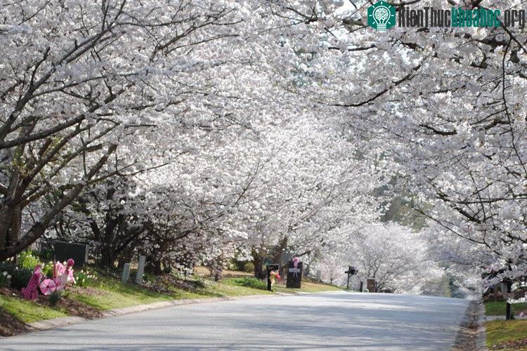 Cây anh đào giống Yoshino ở Macon