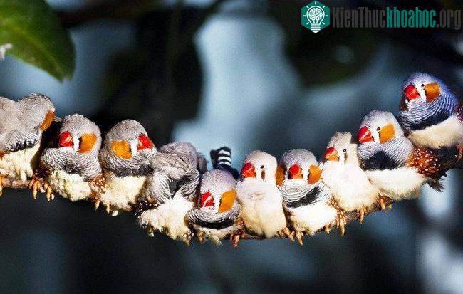 Chim manh manh trong nghiên cứu của ĐH Lund.