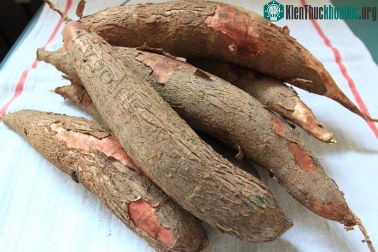 Trong lúc luộc, nên mở nắp nồi để chất xyanua bay đi.