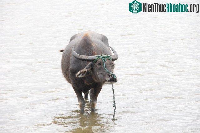 Con trâu bình thường có sừng chỉ liên trời.